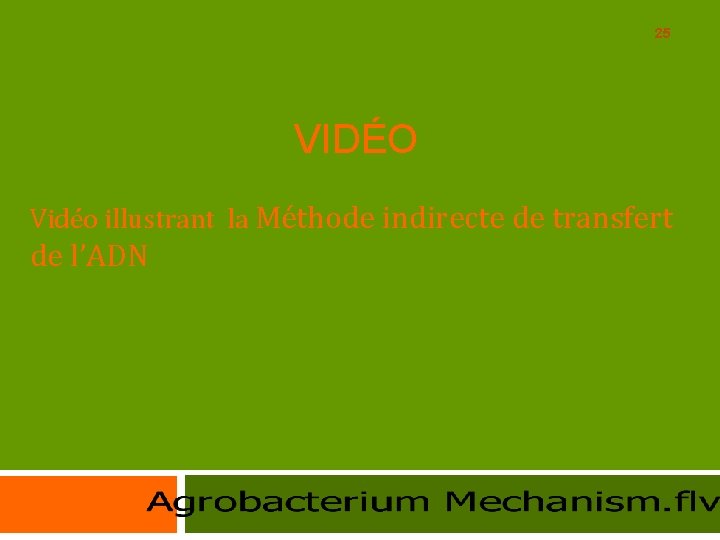 25 VIDÉO Vidéo illustrant la Méthode indirecte de transfert de l’ADN 