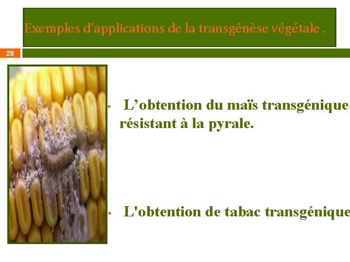 Exemples d’applications de la transgénèse végétale. 28 § § L’obtention du maïs transgénique résistant