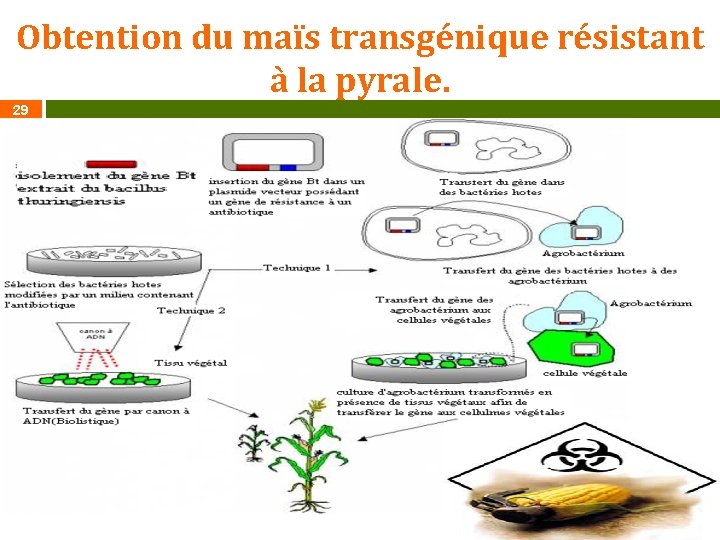 Obtention du maïs transgénique résistant à la pyrale. 29 