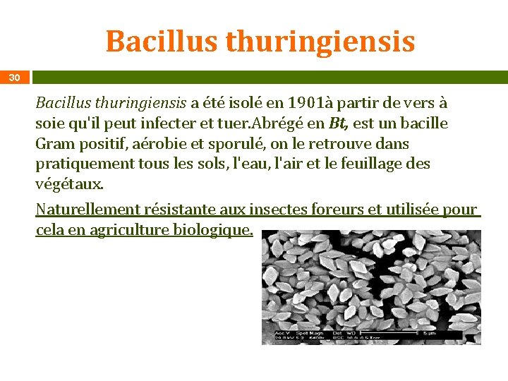 Bacillus thuringiensis 30 Bacillus thuringiensis a été isolé en 1901à partir de vers à