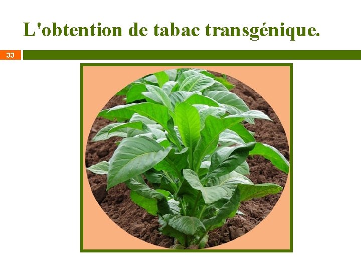 L'obtention de tabac transgénique. 33 