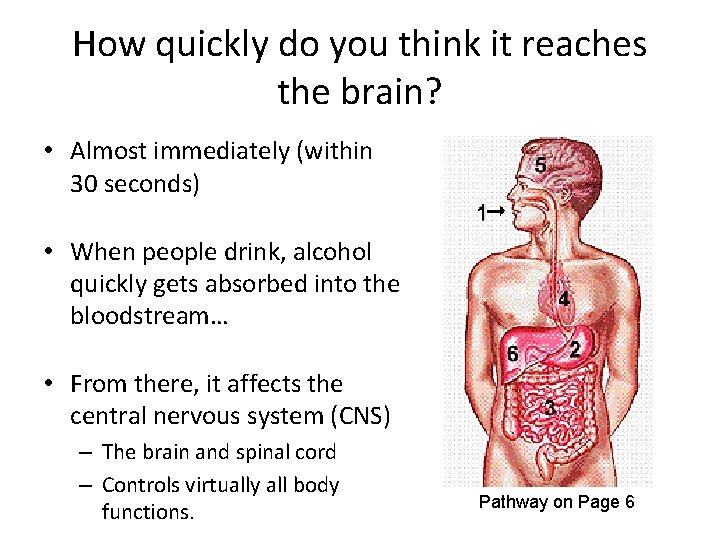How quickly do you think it reaches the brain? • Almost immediately (within 30