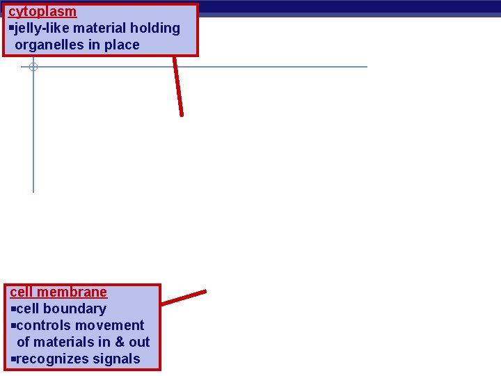 cytoplasm jelly-like material holding organelles in place cell membrane cell boundary controls movement of