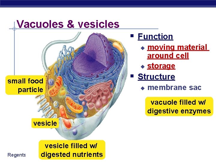 Vacuoles & vesicles § Function moving material around cell u storage u small food