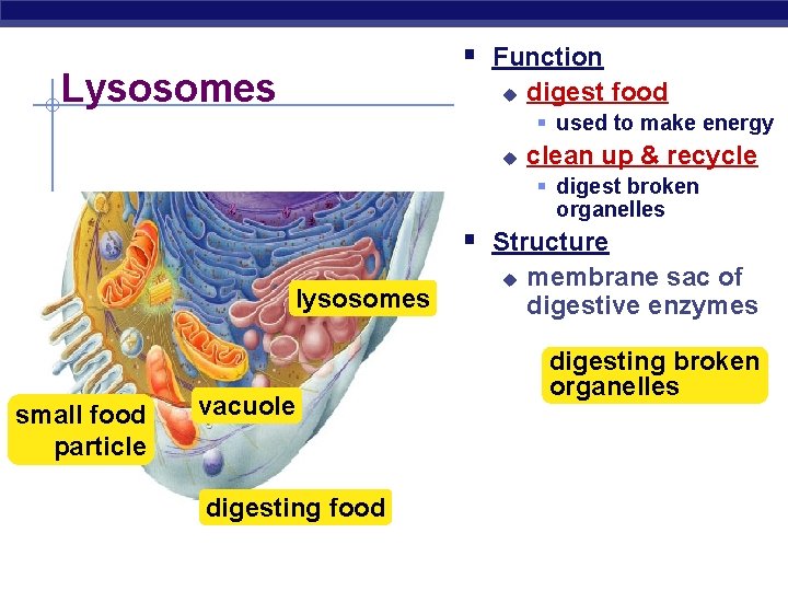 § Function Lysosomes u digest food § used to make energy u clean up