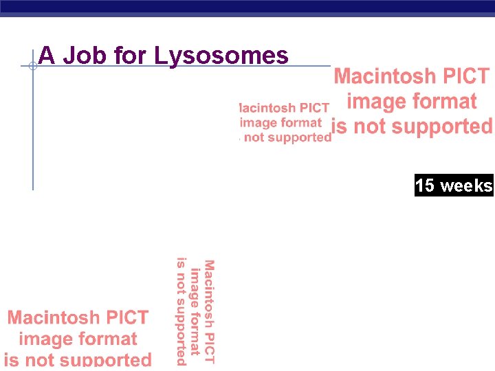 A Job for Lysosomes 6 weeks 15 weeks Regents Biology 