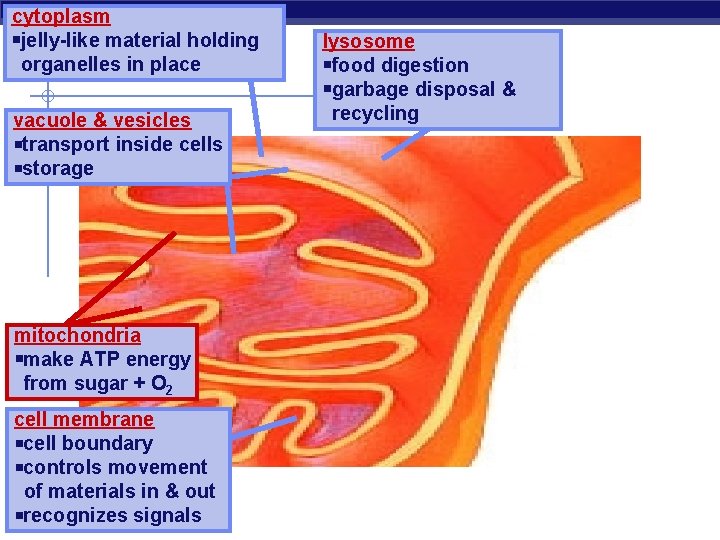cytoplasm jelly-like material holding organelles in place vacuole & vesicles transport inside cells storage