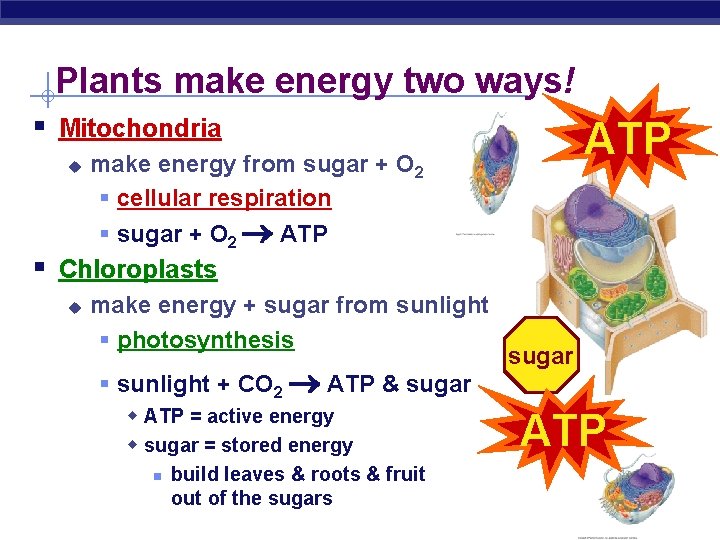 Plants make energy two ways! § Mitochondria u ATP make energy from sugar +