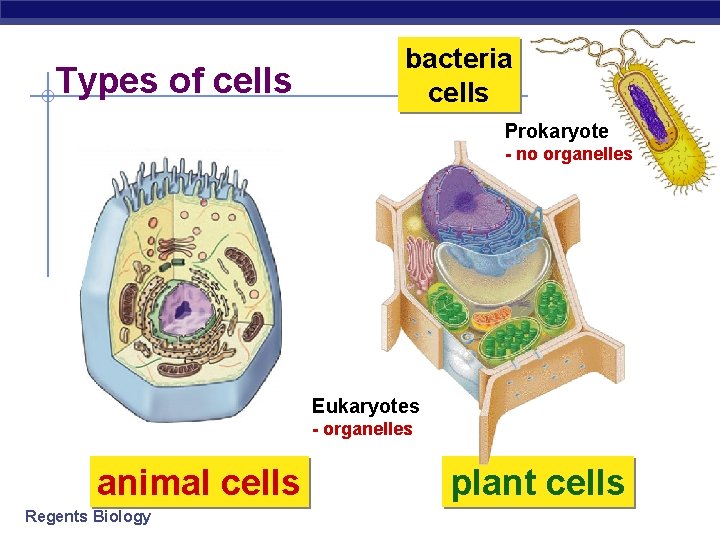 Types of cells bacteria cells Prokaryote - no organelles Eukaryotes - organelles animal cells