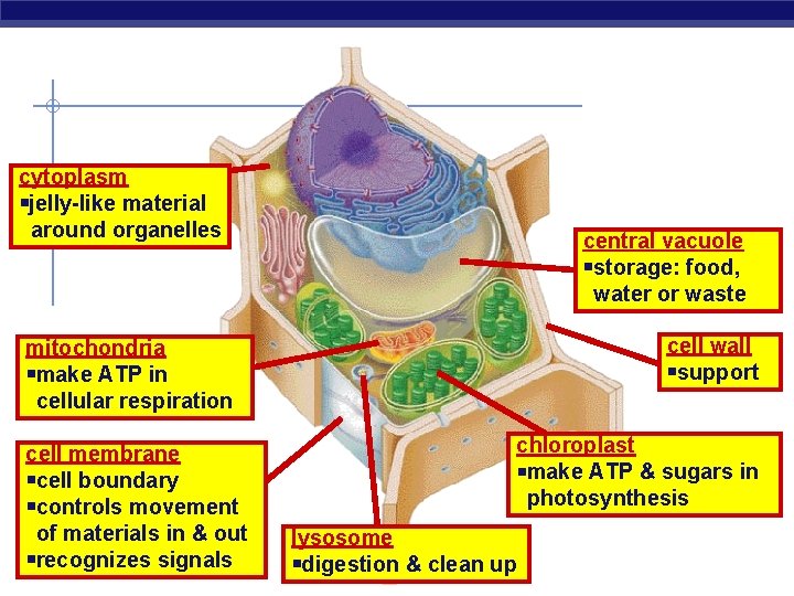 cytoplasm jelly-like material around organelles central vacuole storage: food, water or waste cell wall