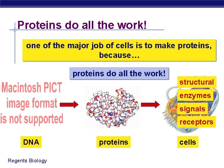 Proteins do all the work! one of the major job of cells is to