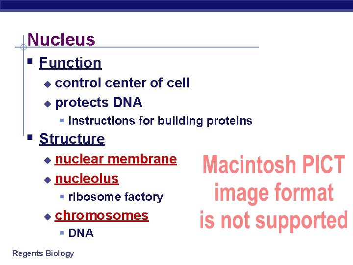 Nucleus § Function control center of cell u protects DNA u § instructions for