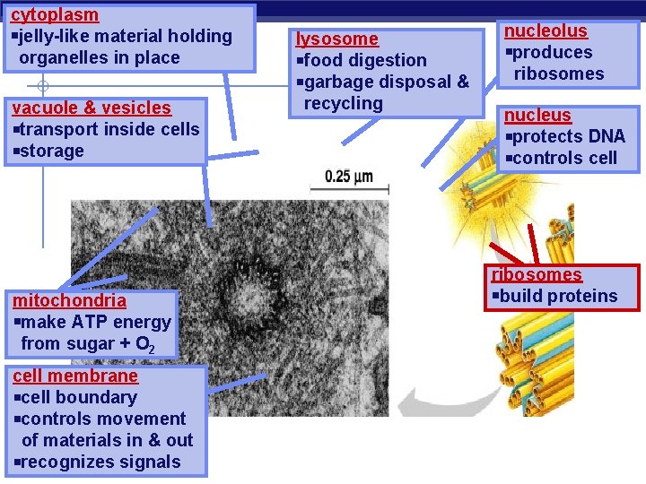 cytoplasm jelly-like material holding organelles in place vacuole & vesicles transport inside cells storage