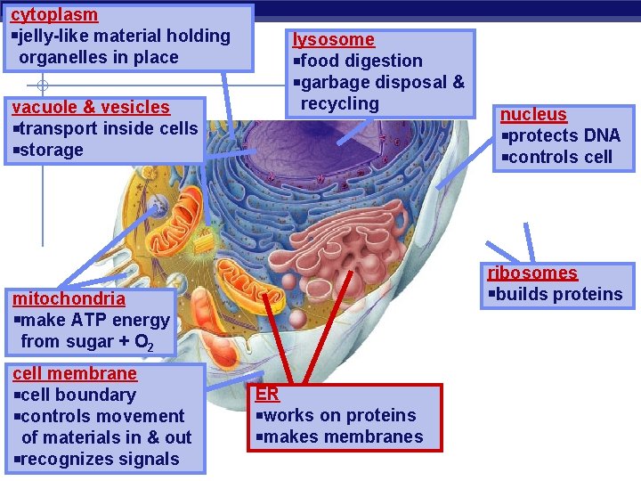 cytoplasm jelly-like material holding organelles in place vacuole & vesicles transport inside cells storage