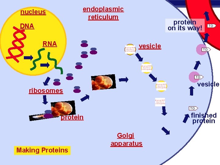 endoplasmic reticulum nucleus protein on its way! DNA RNA vesicle TO: vesicle ribosomes TO: