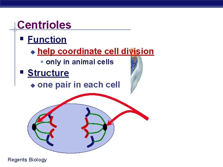Centrioles § Function u help coordinate cell division § only in animal cells §