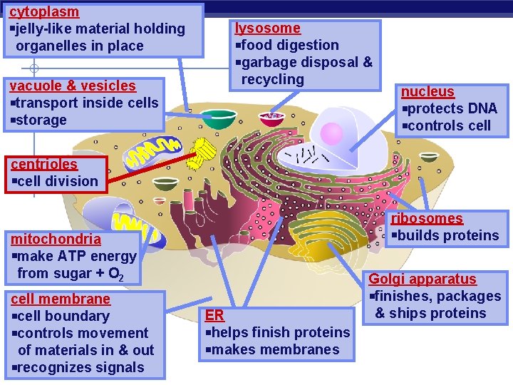 cytoplasm jelly-like material holding organelles in place vacuole & vesicles transport inside cells storage