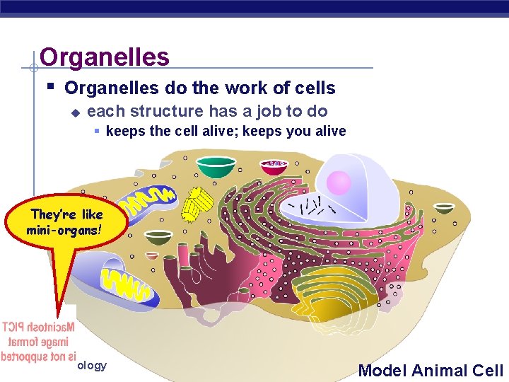 Organelles § Organelles do the work of cells u each structure has a job