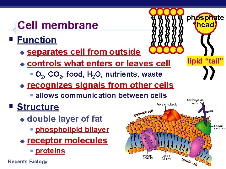 Cell membrane phosphate “head” § Function separates cell from outside u controls what enters