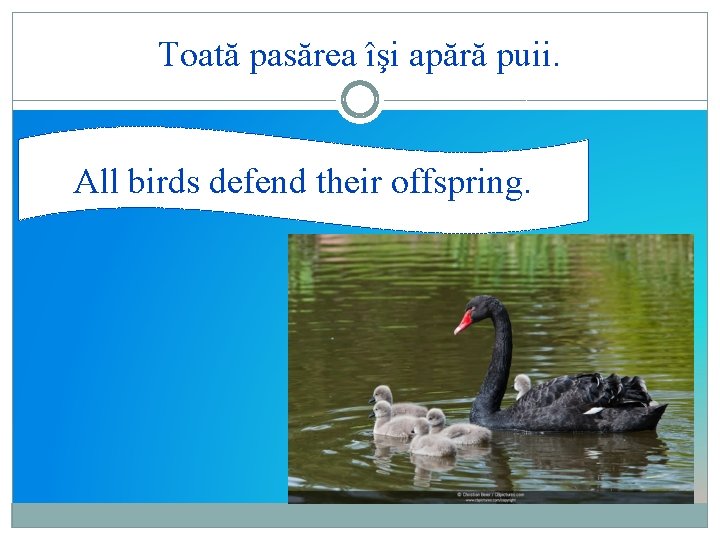 Toată pasărea îşi apără puii. All birds defend their offspring. 