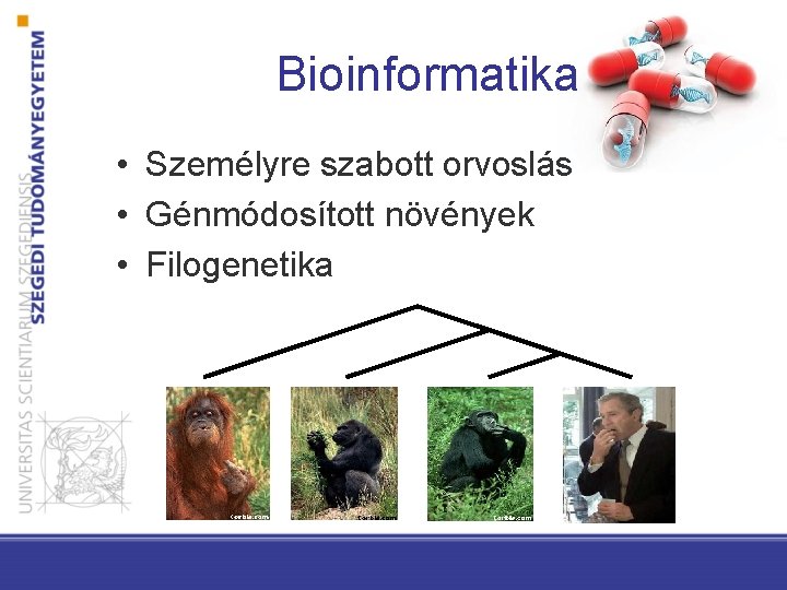 Bioinformatika • Személyre szabott orvoslás • Génmódosított növények • Filogenetika 
