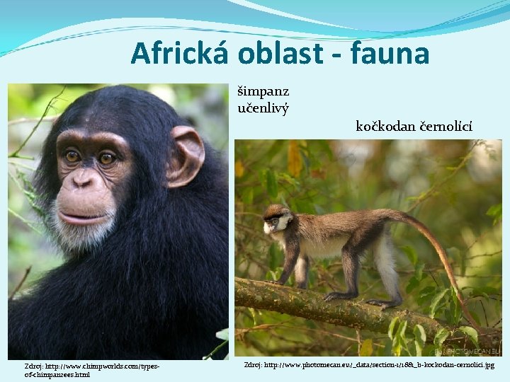 Africká oblast - fauna šimpanz učenlivý kočkodan černolící Zdroj: http: //www. chimpworlds. com/typesof-chimpanzees. html