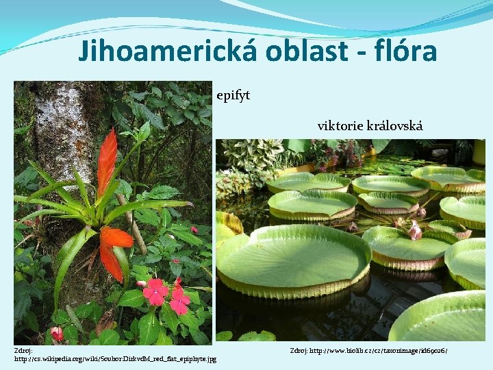 Jihoamerická oblast - flóra epifyt viktorie královská Zdroj: http: //cs. wikipedia. org/wiki/Soubor: Dirkvd. M_red_flat_epiphyte.