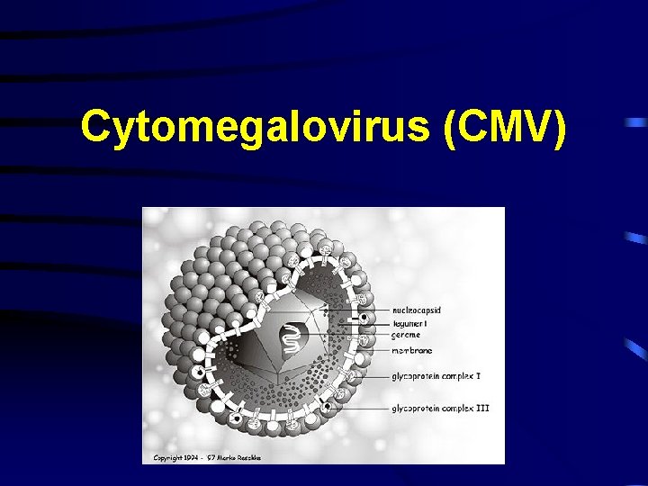 Cytomegalovirus (CMV) 