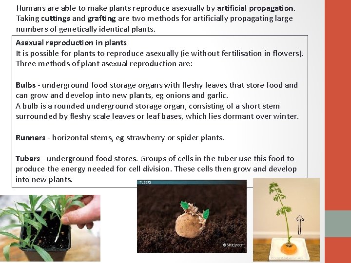 DO ALL PLANTS REPRODUCE BY PRODUCING SEEDS Share