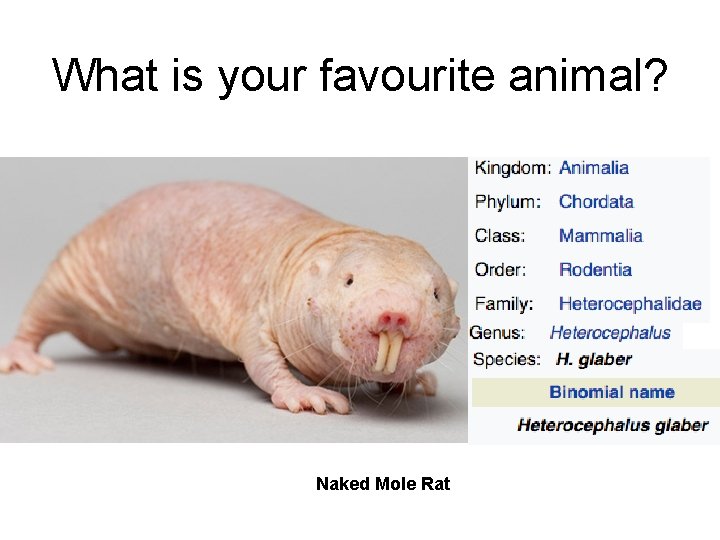 What is your favourite animal? Naked Mole Rat 