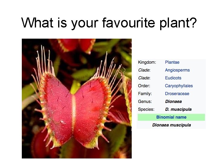 What is your favourite plant? 