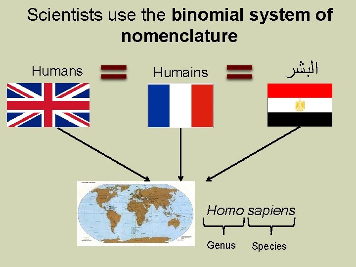 Scientists use the binomial system of nomenclature Humans Humains ﺍﻟﺒﺸﺮ Homo sapiens Genus Species