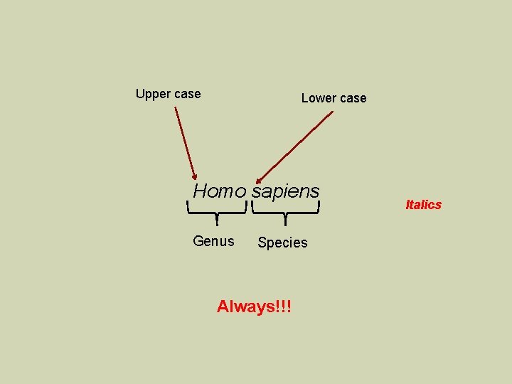 Upper case Lower case Homo sapiens Genus Species Always!!! Italics 