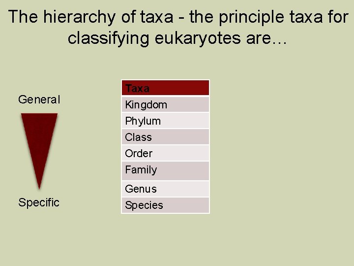 The hierarchy of taxa - the principle taxa for classifying eukaryotes are… General Specific