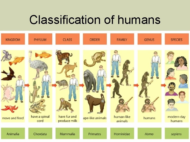Classification of humans 