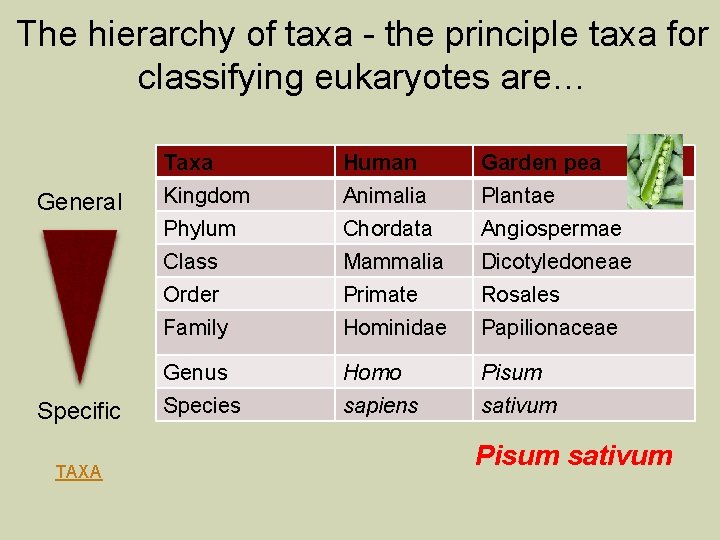 The hierarchy of taxa - the principle taxa for classifying eukaryotes are… General Specific