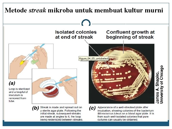 Metode streak mikroba untuk membuat kultur murni 