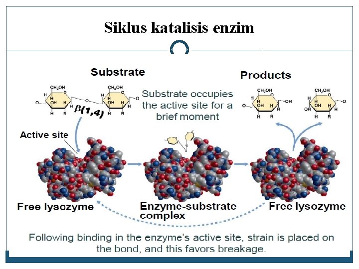 Siklus katalisis enzim 