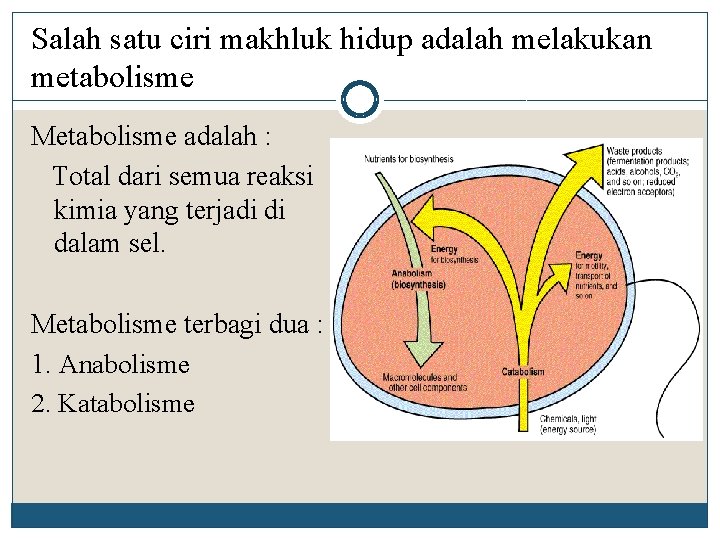 Salah satu ciri makhluk hidup adalah melakukan metabolisme Metabolisme adalah : Total dari semua