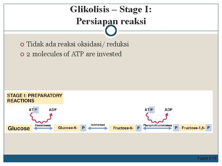 Glikolisis – Stage I: Persiapan reaksi Tidak ada reaksi oksidasi/ reduksi 2 molecules of