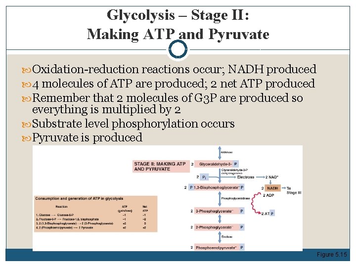 Glycolysis – Stage II: Making ATP and Pyruvate Oxidation-reduction reactions occur; NADH produced 4