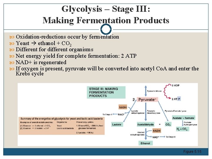 Glycolysis – Stage III: Making Fermentation Products Oxidation-reductions occur by fermentation Yeast ethanol +