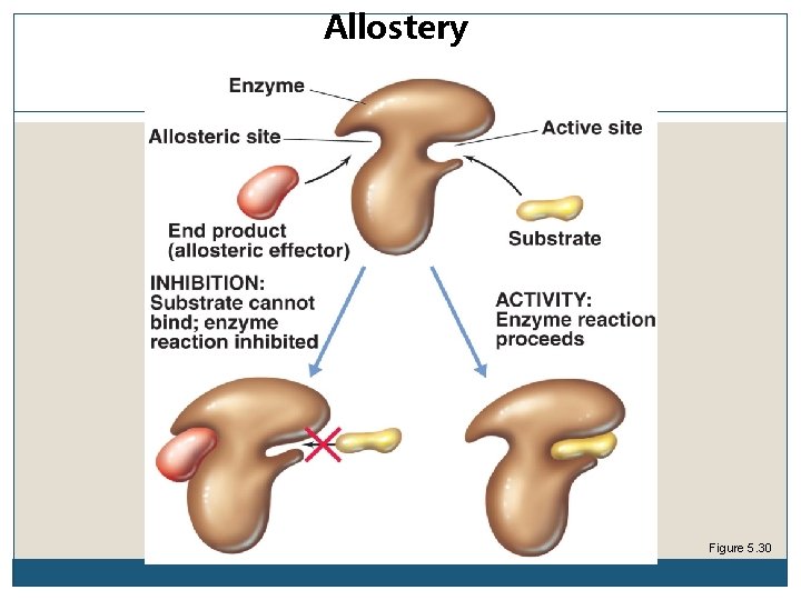 Allostery Figure 5. 30 