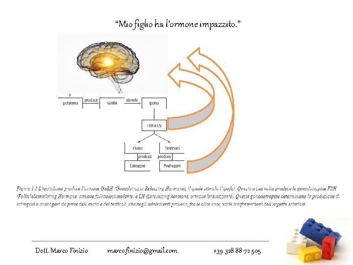 “Mio figlio ha l’ormone impazzito. ” Dott. Marco Finizio marco. finizio@gmail. com +39 328