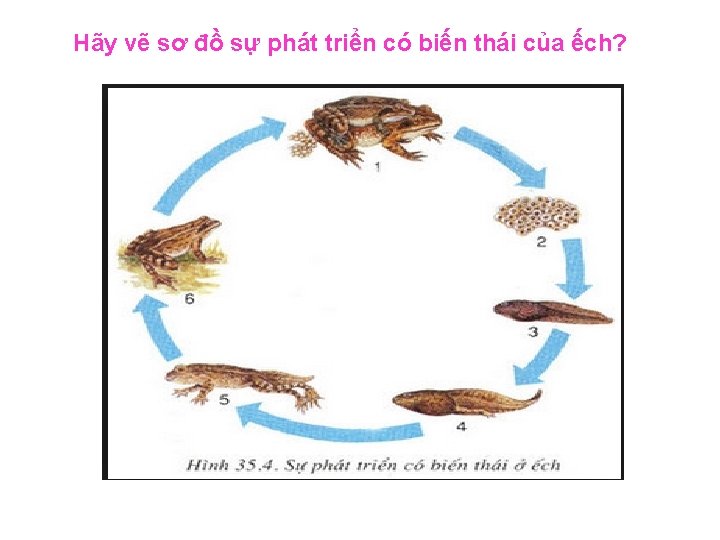 Hãy vẽ sơ đồ sự phát triển có biến thái của ếch? 