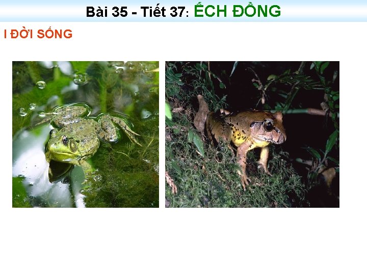 Bài 35 - Tiết 37: ẾCH ĐỒNG I ĐỜI SỐNG 