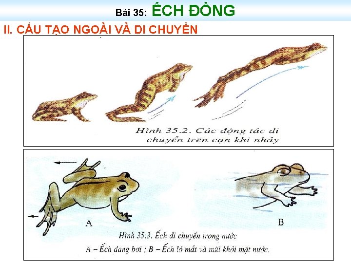 Bài 35: ẾCH ĐỒNG II. CẤU TẠO NGOÀI VÀ DI CHUYỂN 