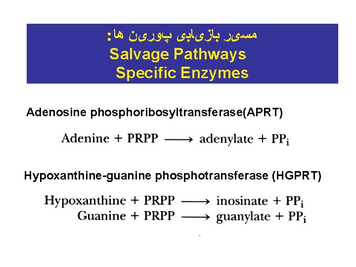 : ﻣﺴیﺮ ﺑﺎﺯیﺎﺑی پﻮﺭیﻦ ﻫﺎ Salvage Pathways Specific Enzymes Adenosine phosphoribosyltransferase(APRT) Hypoxanthine-guanine phosphotransferase (HGPRT)