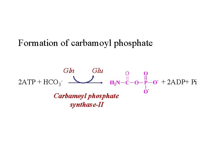 Formation of carbamoyl phosphate Gln Glu 2 ATP + HCO 3 Carbamoyl phosphate synthase-II