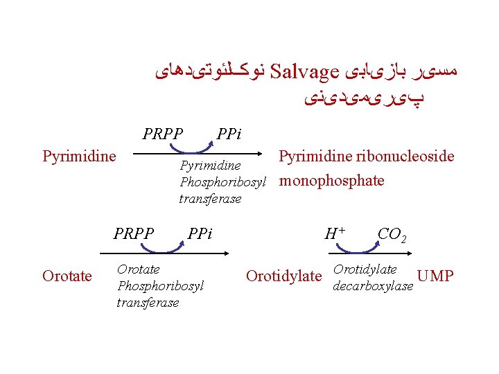  ﻧﻮکﻠﺌﻮﺗیﺪﻫﺎی Salvage ﻣﺴیﺮ ﺑﺎﺯیﺎﺑی پیﺮیﻤیﺪیﻨی PRPP Pyrimidine Phosphoribosyl transferase PRPP Orotate PPi Orotate